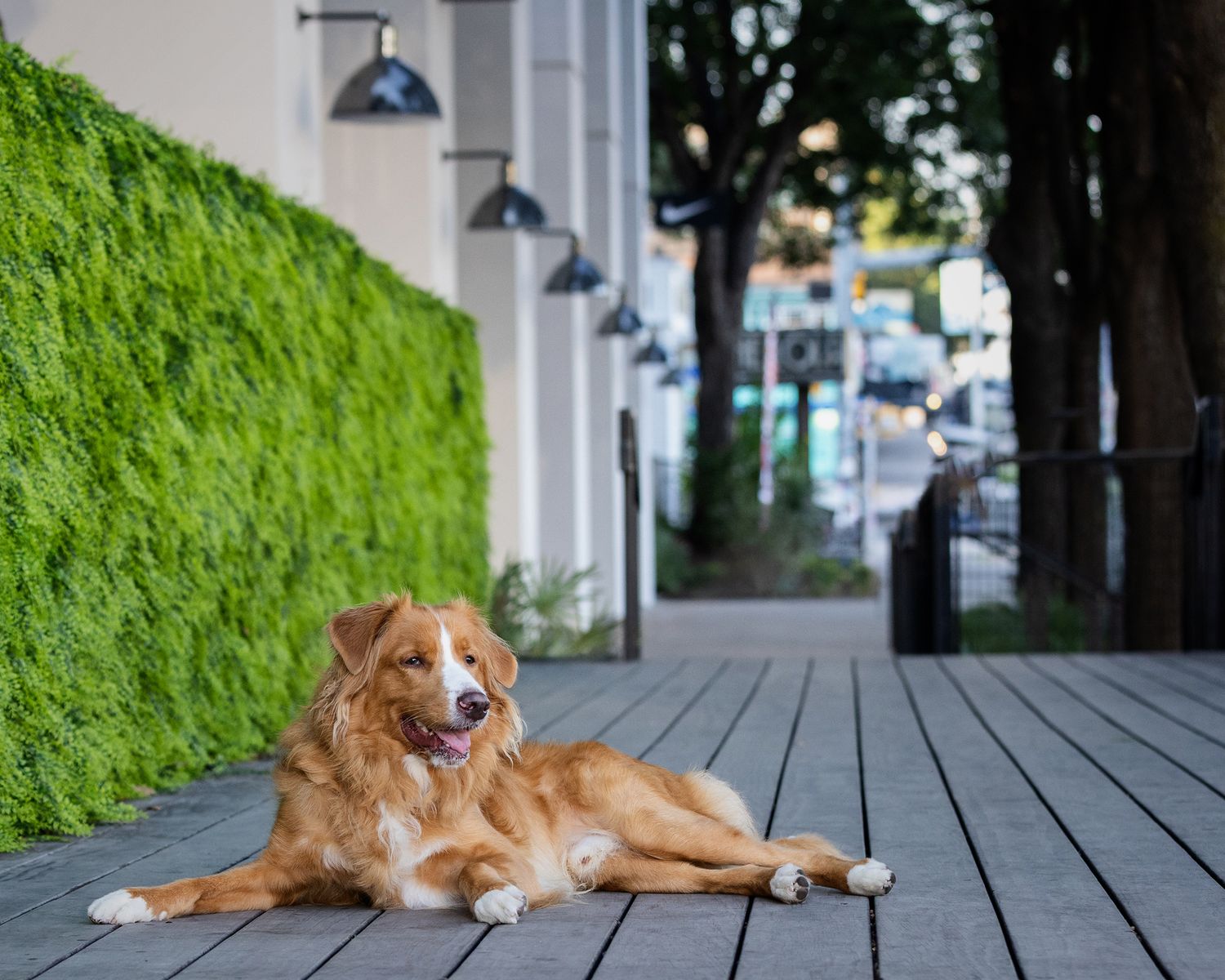 A fluffy brown dog lies on wooden deck with a green wall in the background on South Congress Avenue in Austin.