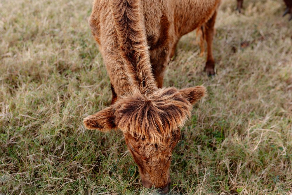 Fluffy brown Highland calf grazing on dry grass in a field.