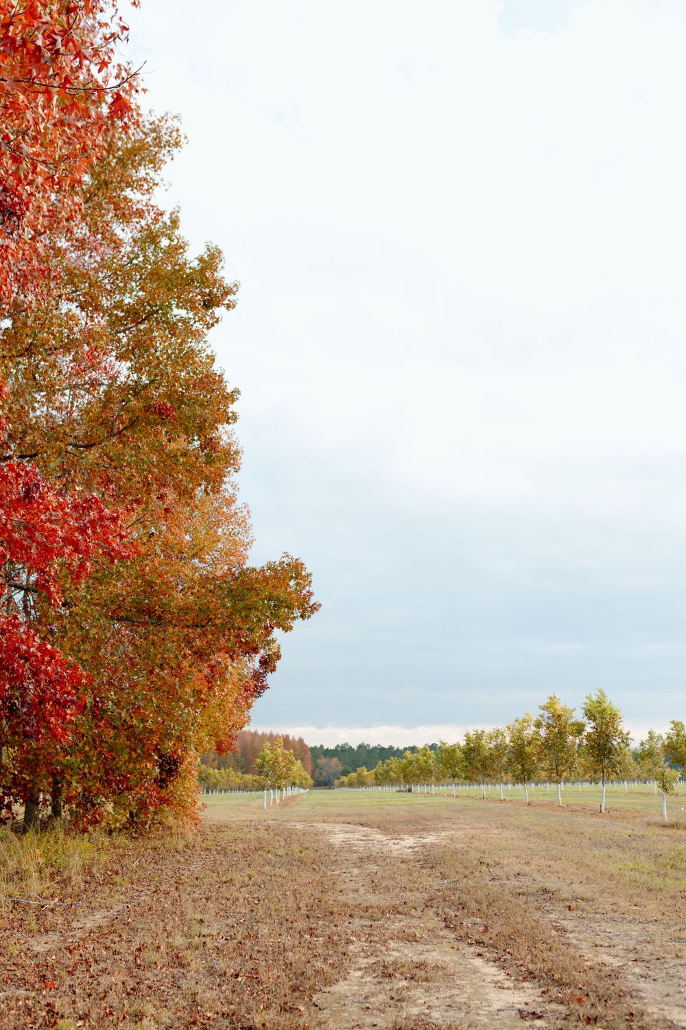 Dirt road beside vibrant red autumn trees leading to an open field under cloudy sky.