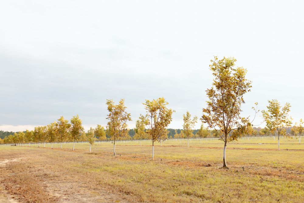 Young trees planted in rows across a green field under a cloudy sky in autumn.