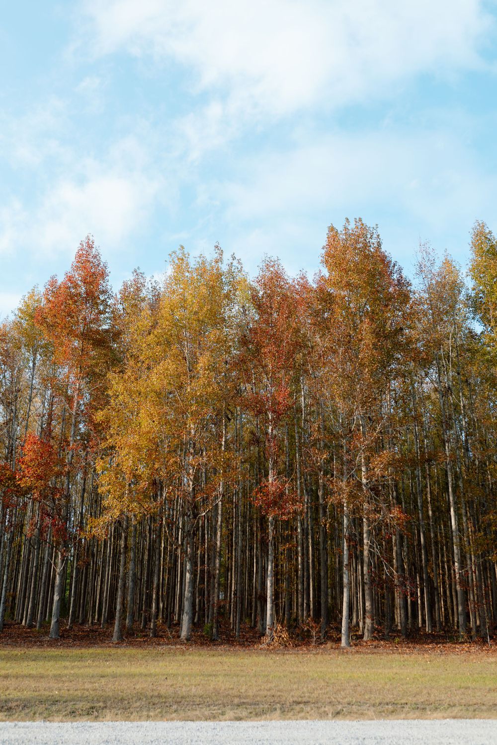 Tall autumn trees with colorful orange and yellow foliage against a blue sky.