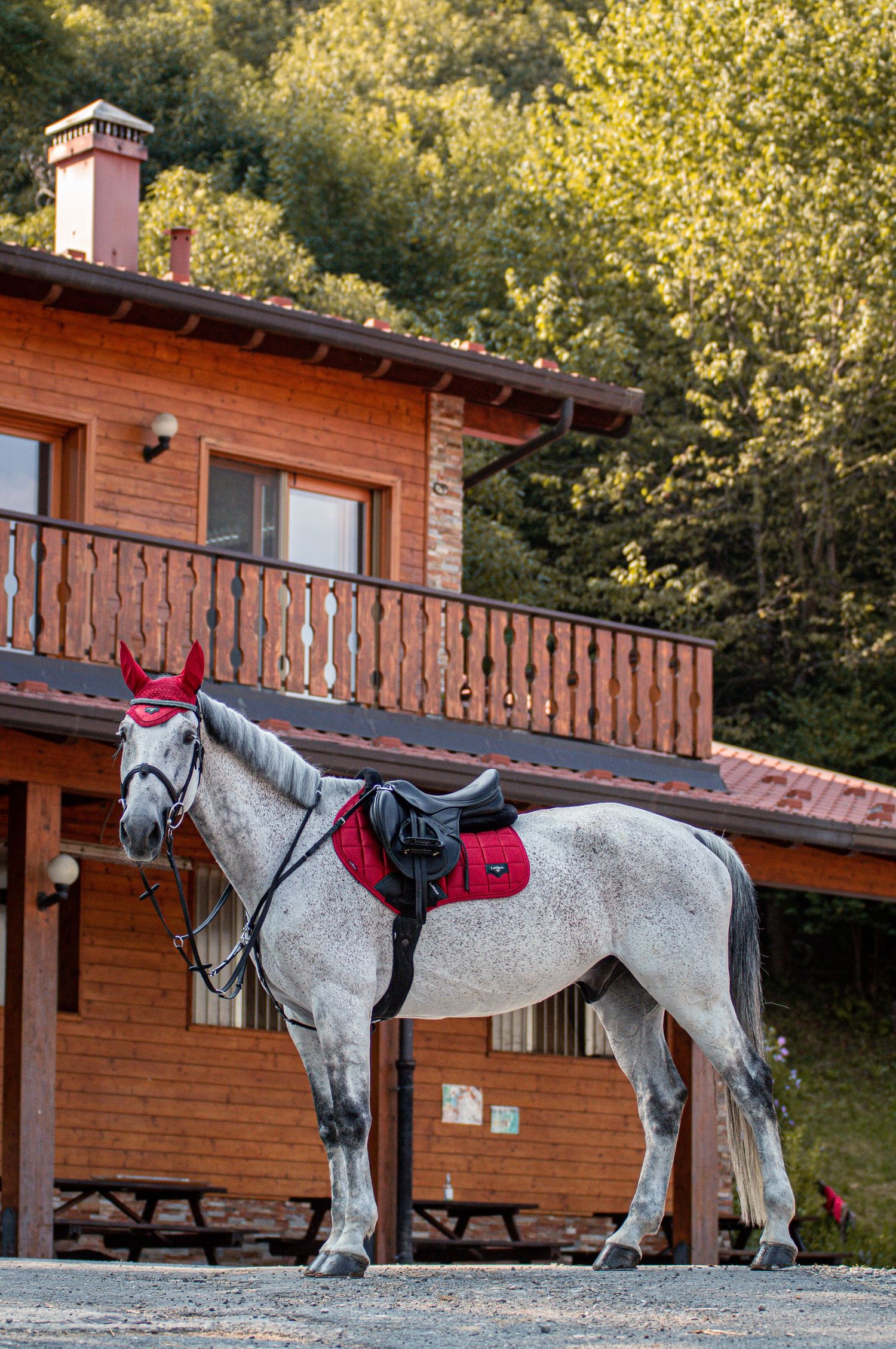 Photo of Becky Moody's grey gelding in the Italian countryside just outside of Bergamo in Northern Italy. Featuring Le Mieux products.