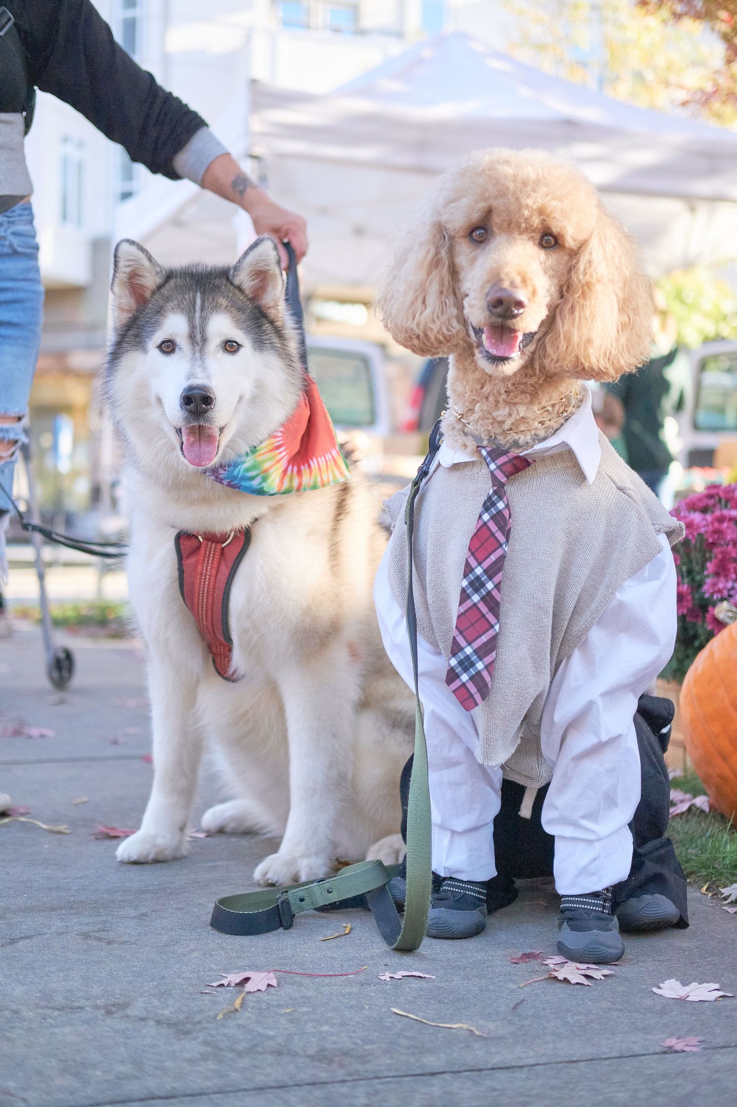 Two dogs wearing matching plaid neckties and white collars pose together on a sidewalk with fallen leaves.