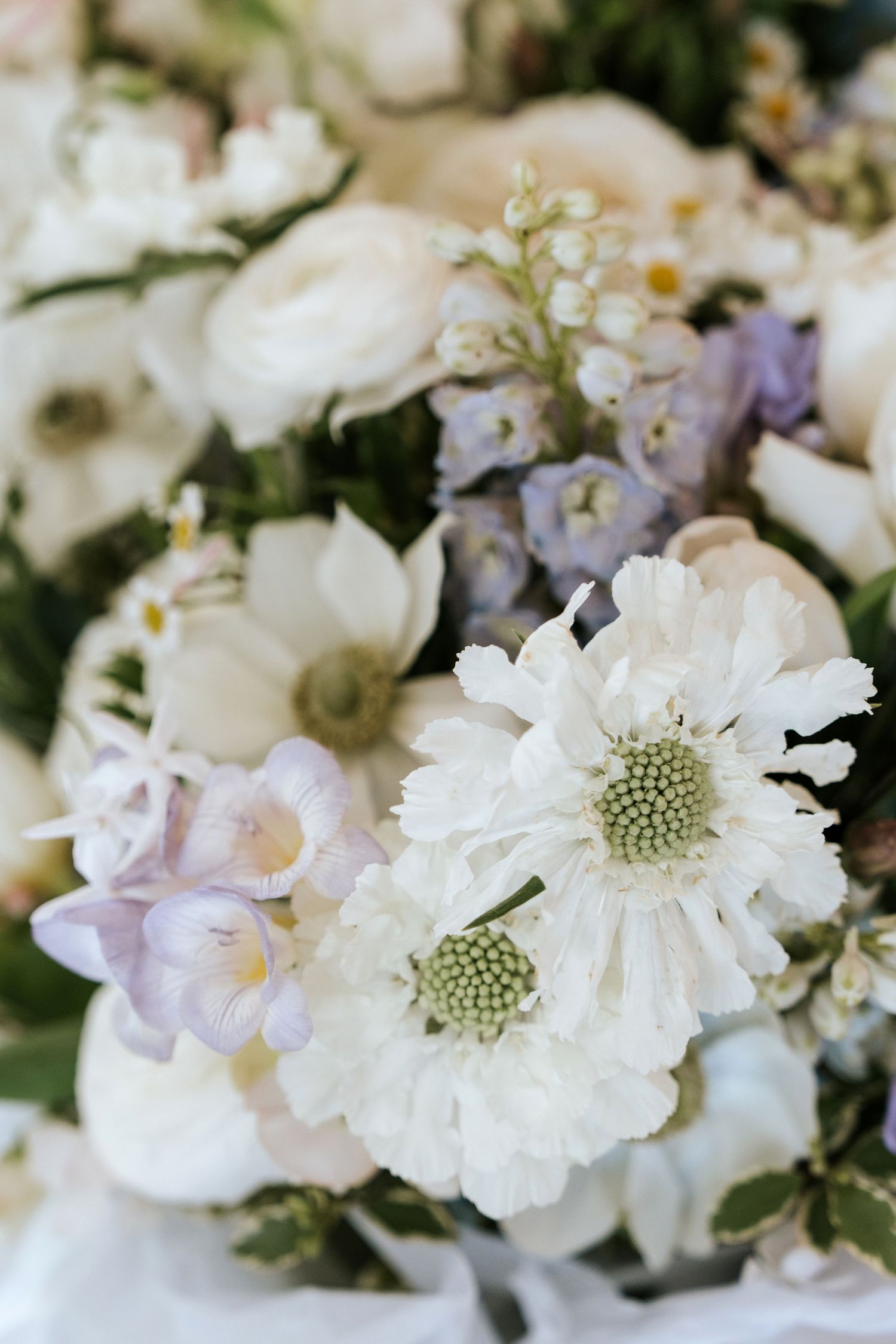 Spicers Clovelly Estate Montville Wedding | Sunshine Coast Wedding Photographer | Jennifer Oliphant Photographer