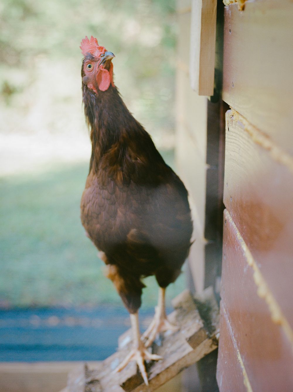A black chicken with red comb perches on wooden beams in a rustic coop setting.