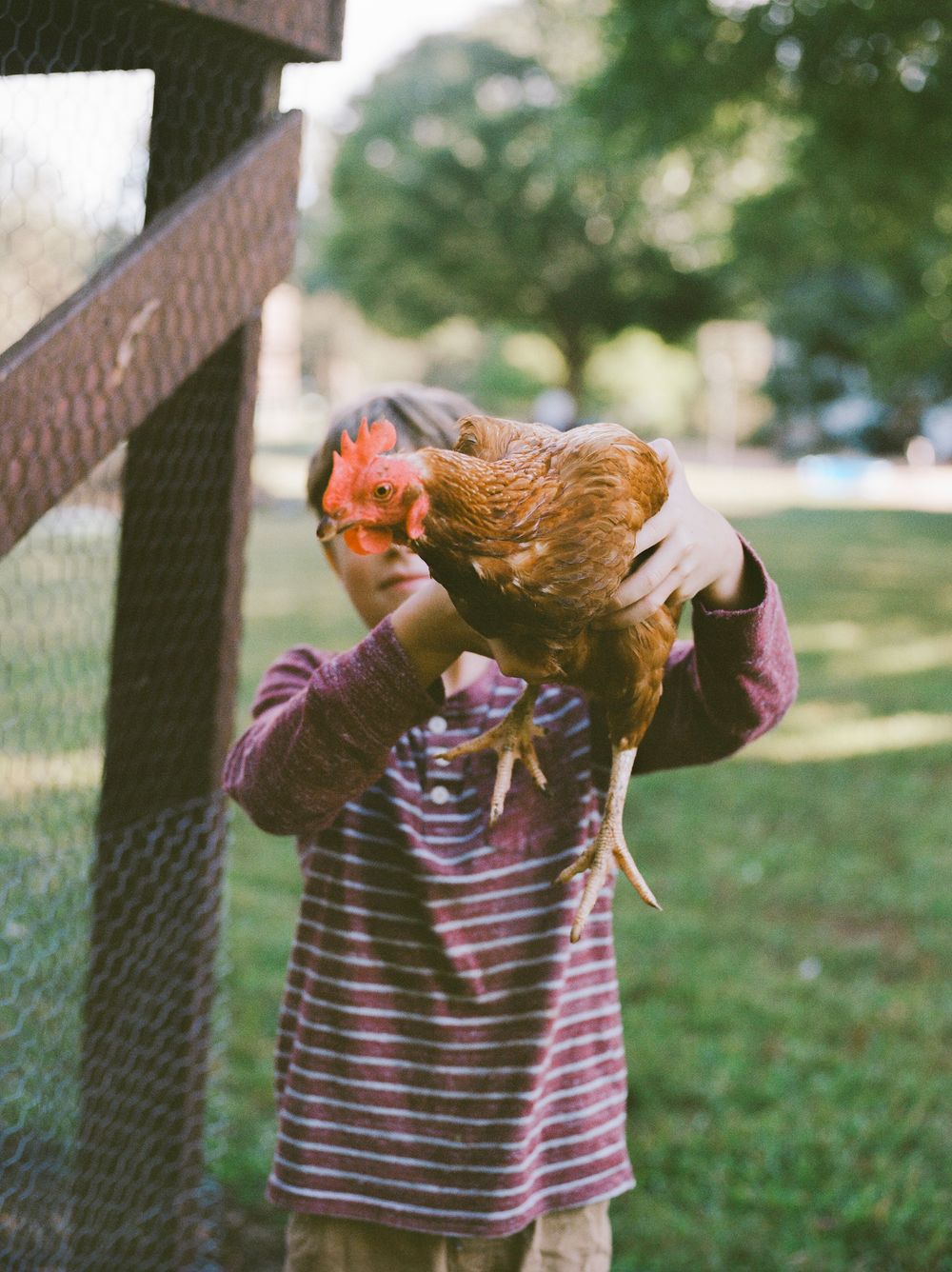A brown chicken perches on someone's arm while being held up against a wire fence outdoors.