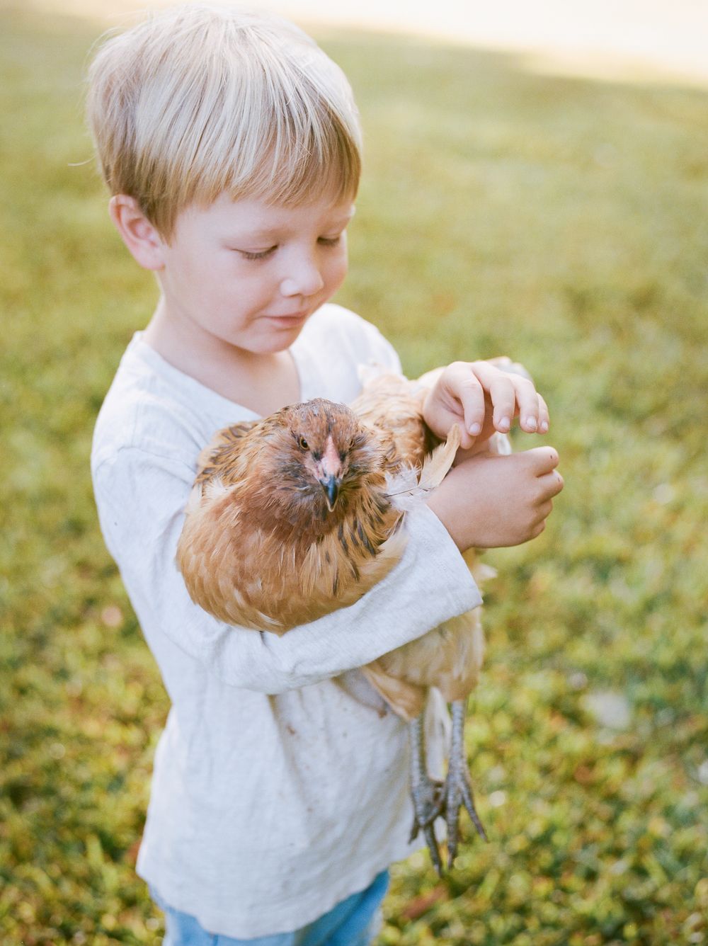 A small child in a white shirt gently holds and pets a brown chicken on a grassy lawn in warm sunlight.