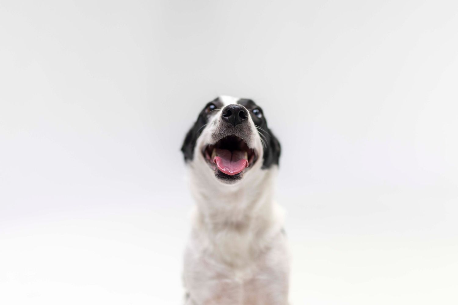 Perro blanco feliz con la boca abierta en estudio fotográfico. Fotografía canina profesional en Barcelona por Daniel Giménez.