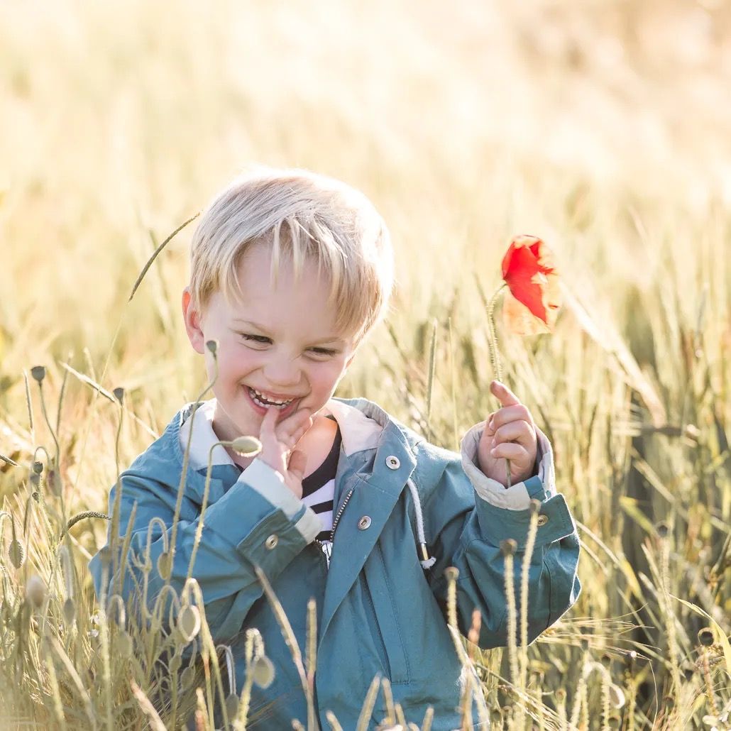 Young boy smiling while holding a red poppy in a golden wheat field.