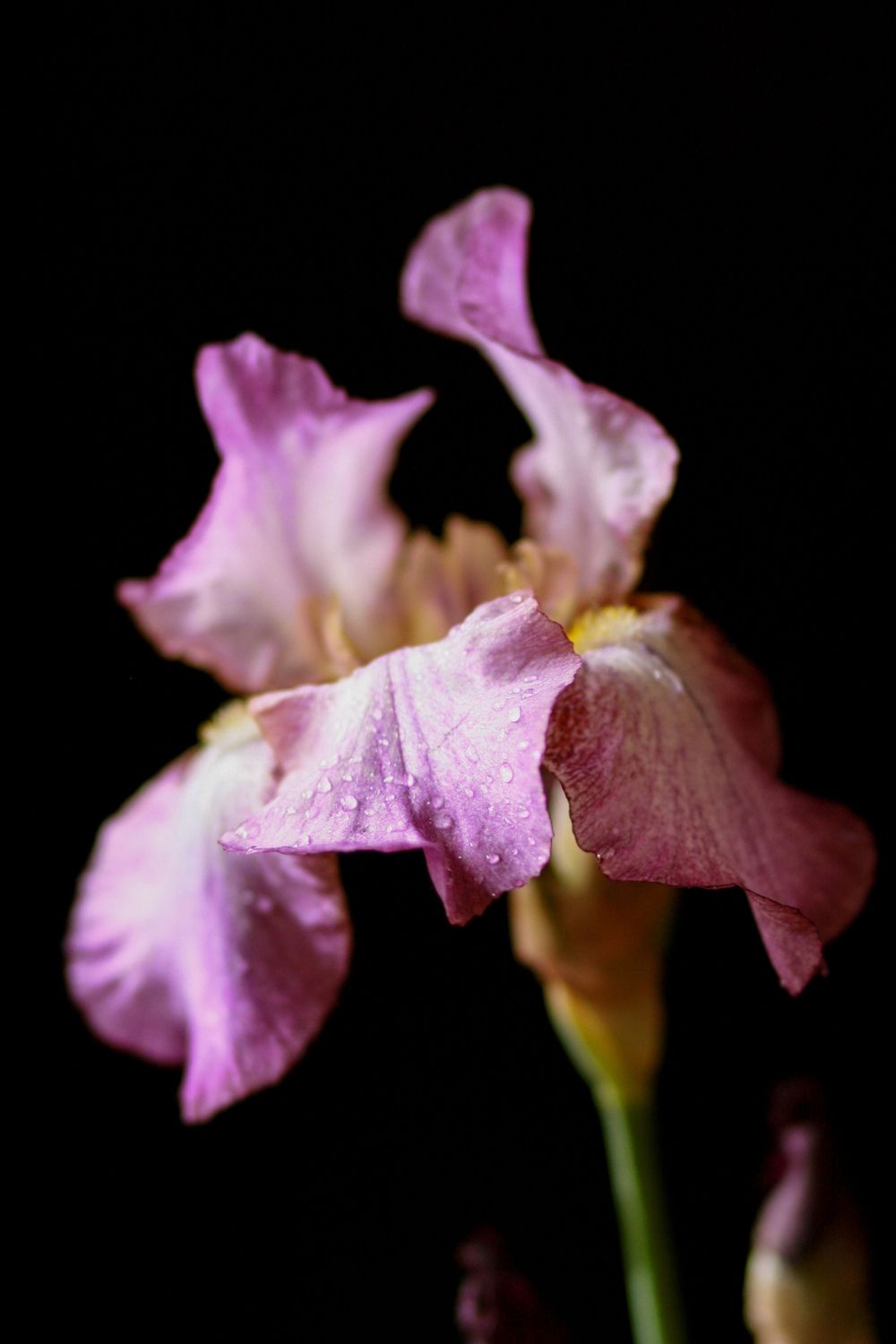 Bearded Iris photographic art by Holli Margell