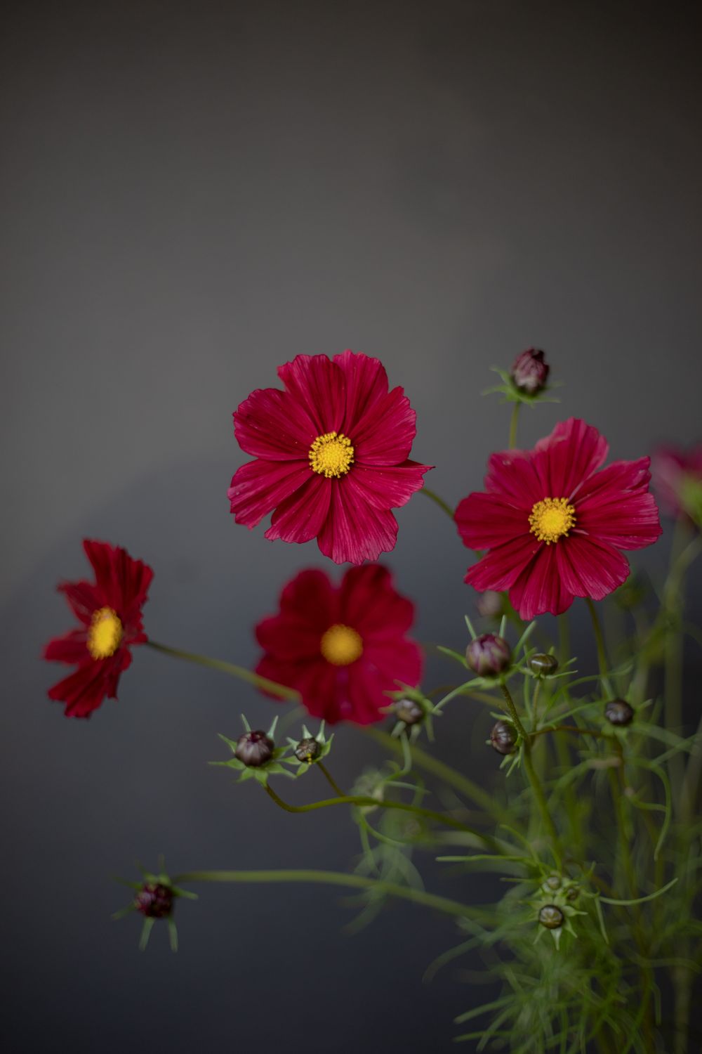 Cosmos photographic art by Holli Margell