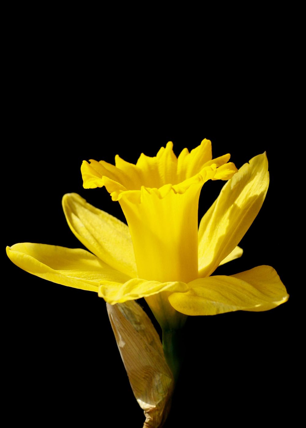 Daffofil photographic art by Holli Margell