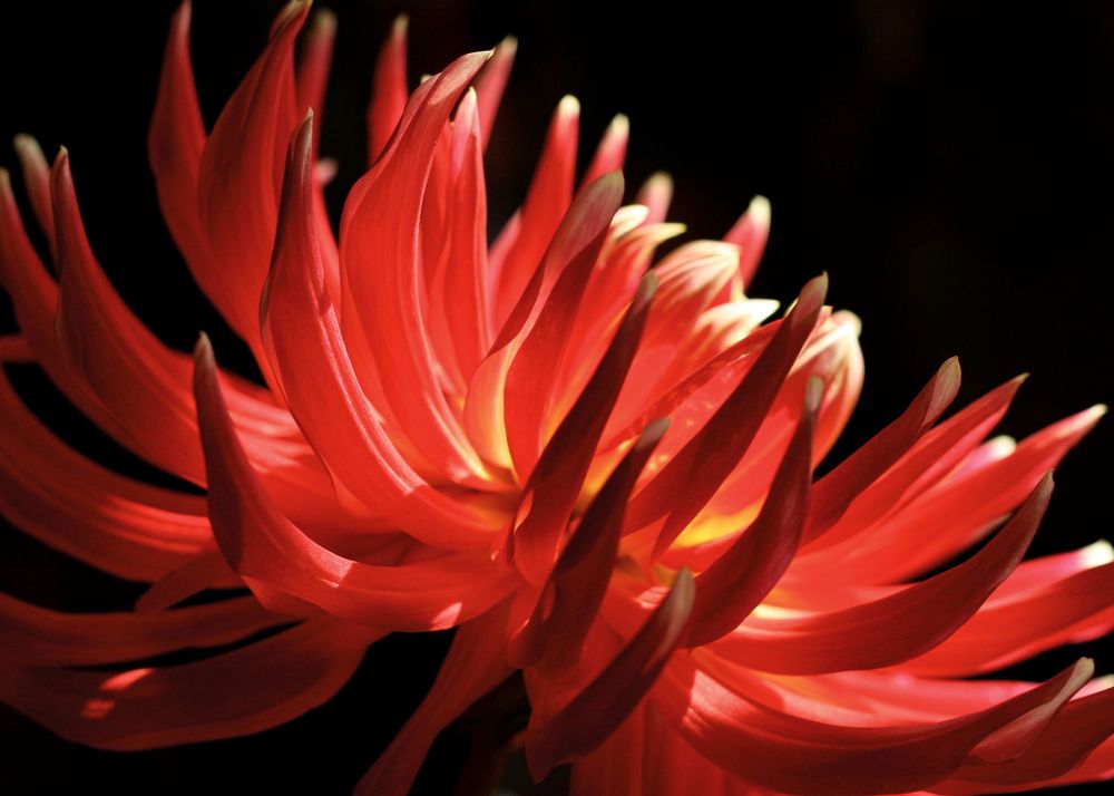 Red Dahlia photographic art by Holli Margell