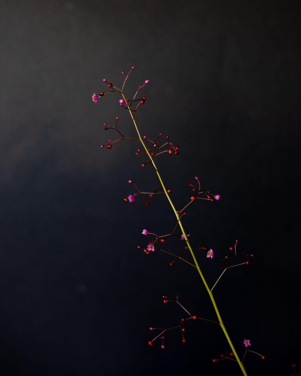 Floral Sparks photographic art by Holli Margell