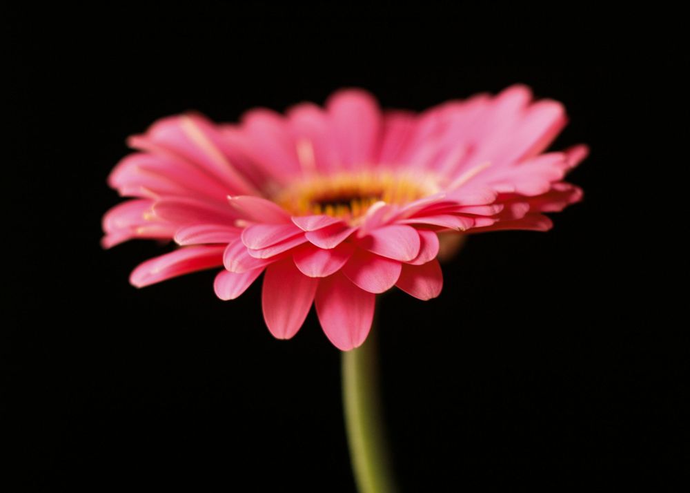 Pink Gerber Daisy photographic art by Holli Margell