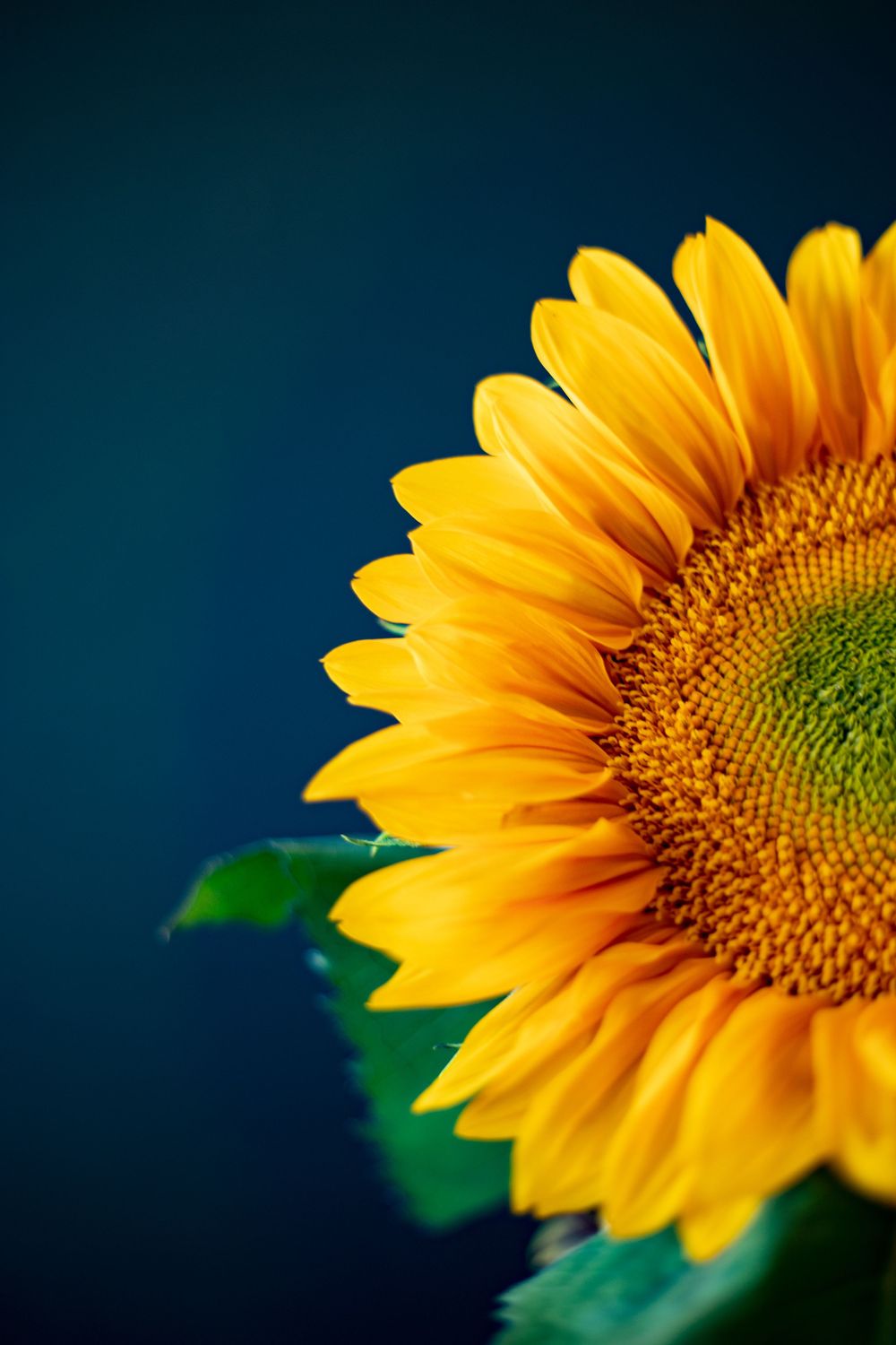 Sunflower photographic art by Holli Margell