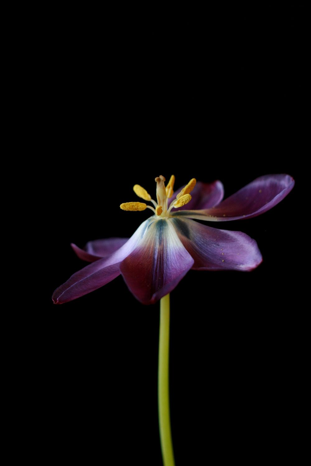 Purple Tulip photographic art by Holli Margell