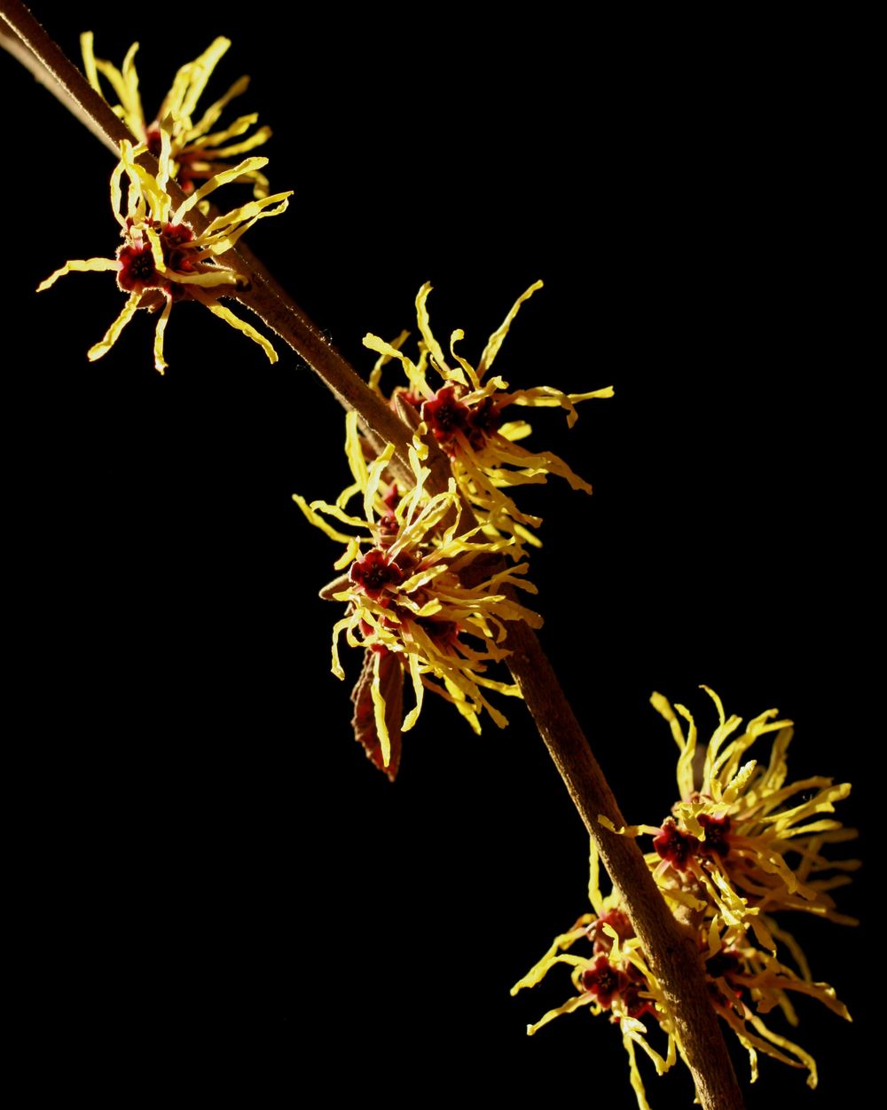 Witch Hazel photographic art by Holli Margell