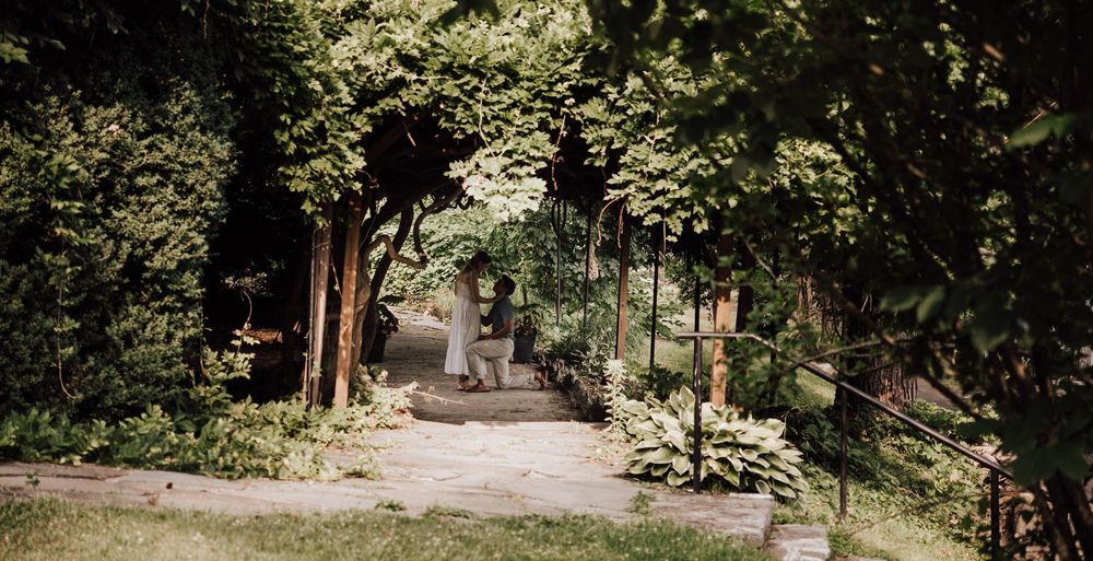 Lush green tree-lined garden pathway with dappled sunlight and manicured hedges in a tranquil outdoor setting.