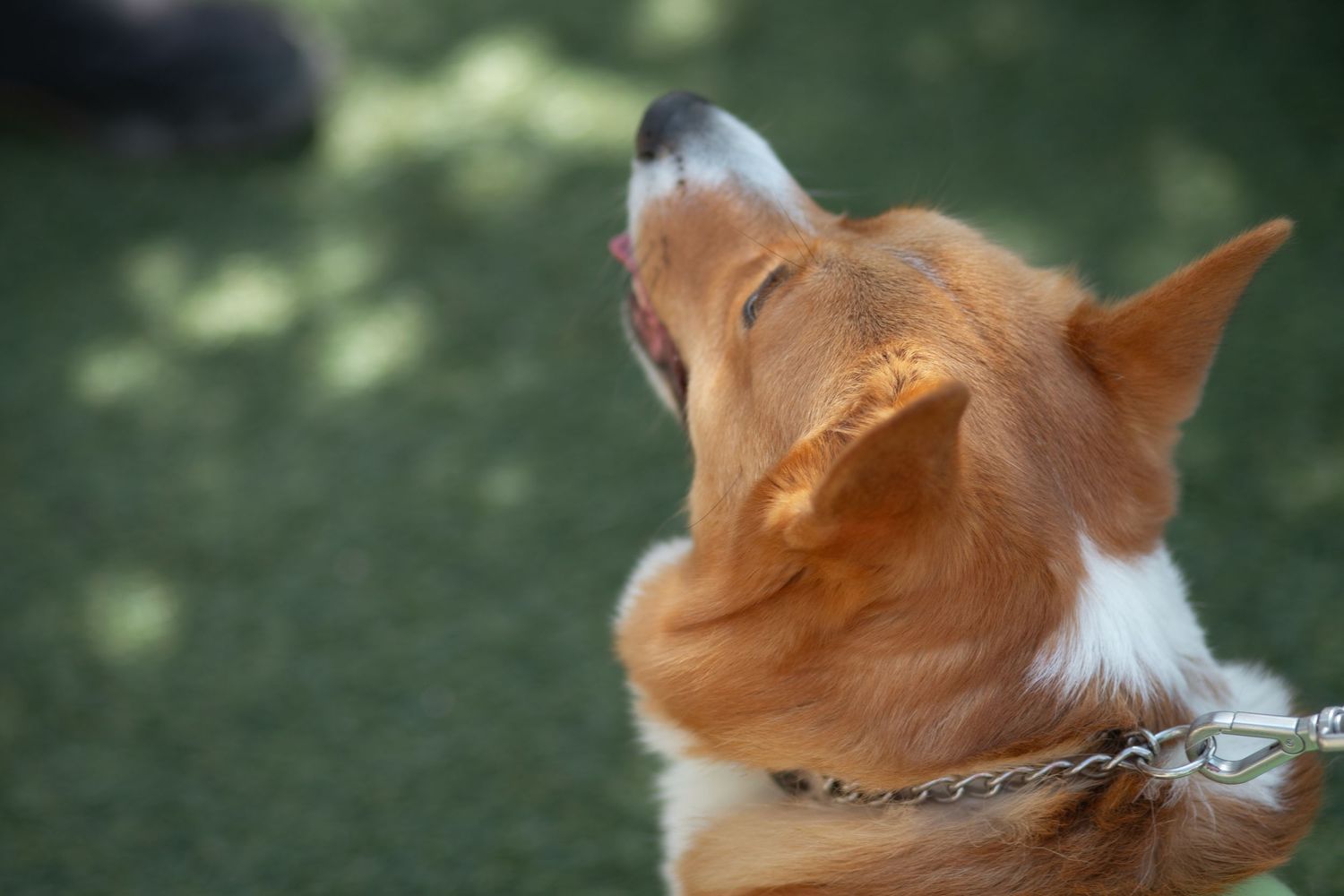Dog portrait at Corgi Dash dog race at Gulfstream Park in Hallandale Beach