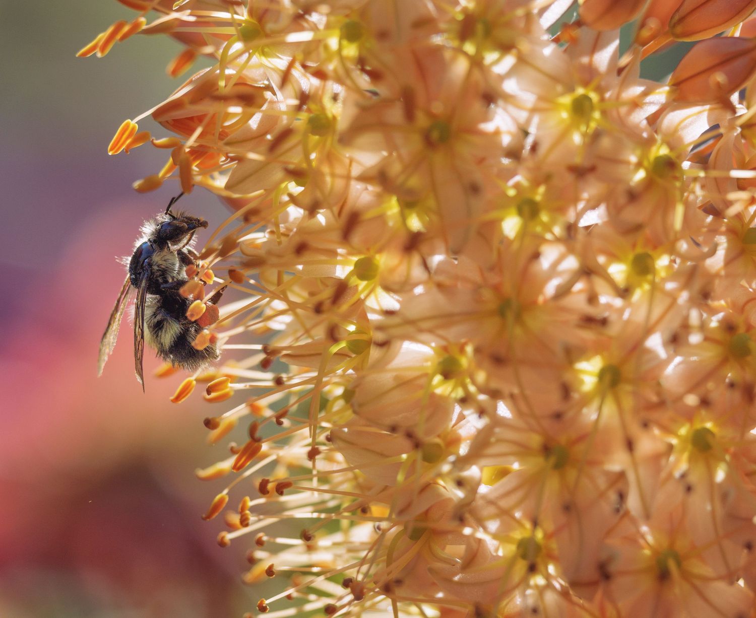 Close-up of a bee pollinating delicate orange and yellow allium flowers in bloom.