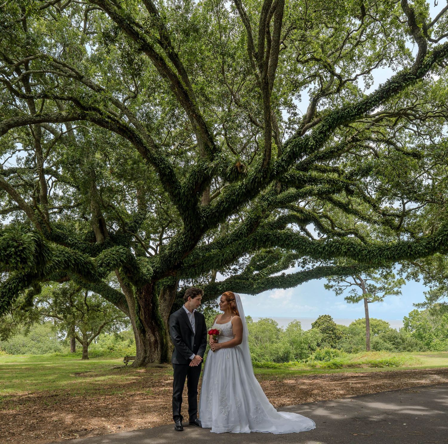 Bride and groom holding hands under a massive oak tree with sprawling branches at an outdoor wedding venue.