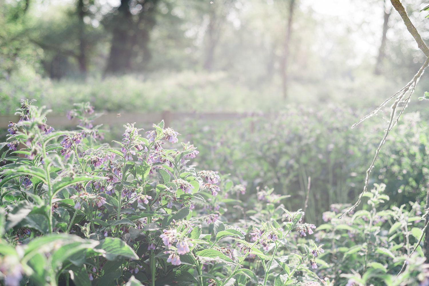 Soft purple wildflowers bloom in a misty green woodland garden with sunlight filtering through trees.