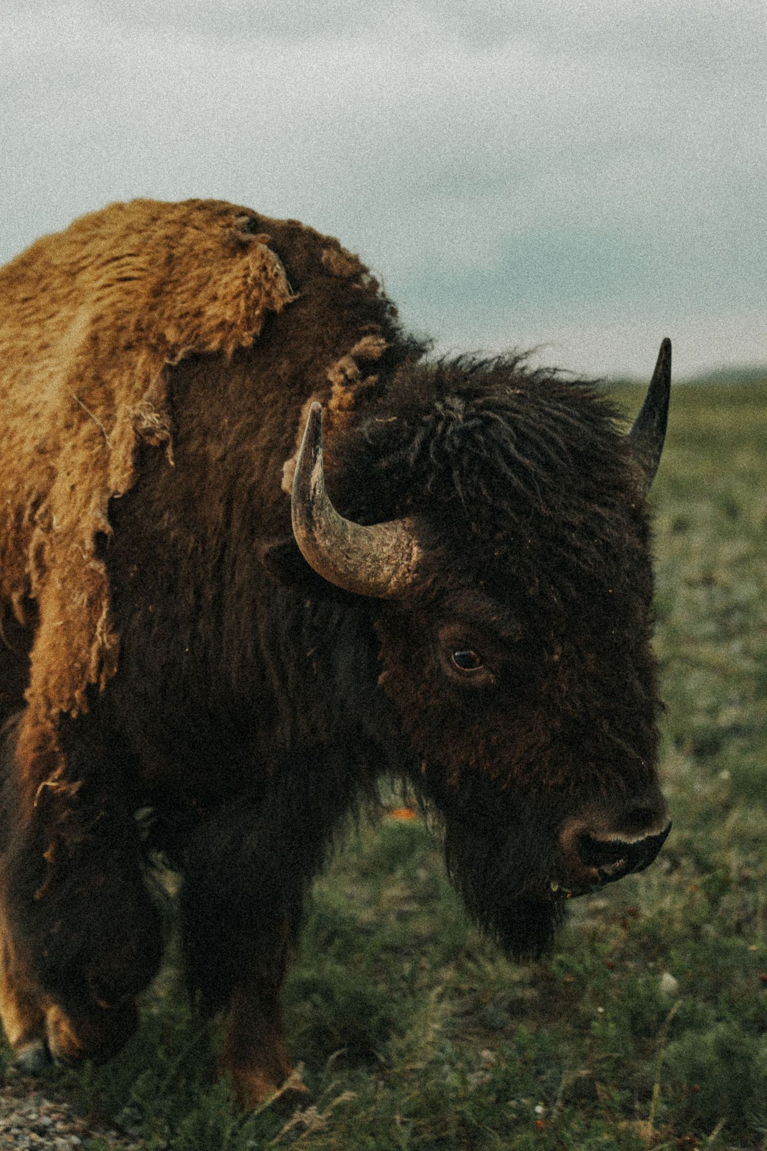 A massive American bison with shaggy brown fur and curved horns stands on a grassy plain under a cloudy sky.