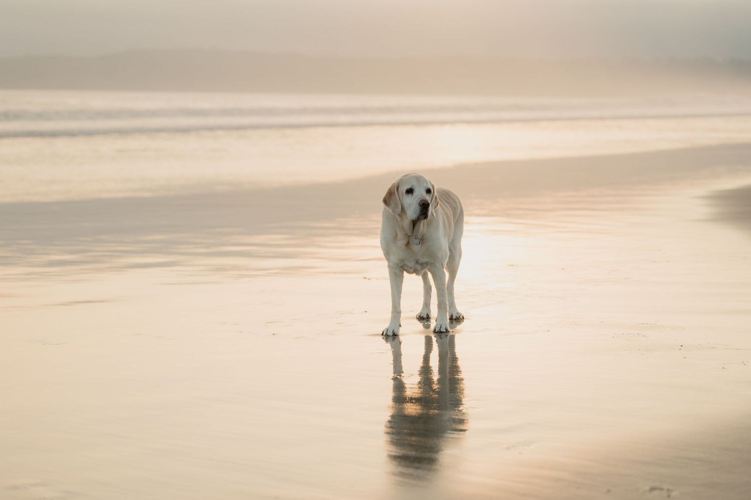 A white dog stands on a wet sandy beach during golden hour, with its reflection visible in the shallow water.