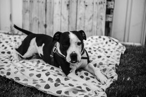 Darwin pet photographer capturing relaxed pet portraits for dogs, cats and animals across Darwin and Greater NT.
