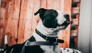 Darwin pet photographer capturing relaxed pet portraits for dogs, cats and animals across Darwin and Greater NT.