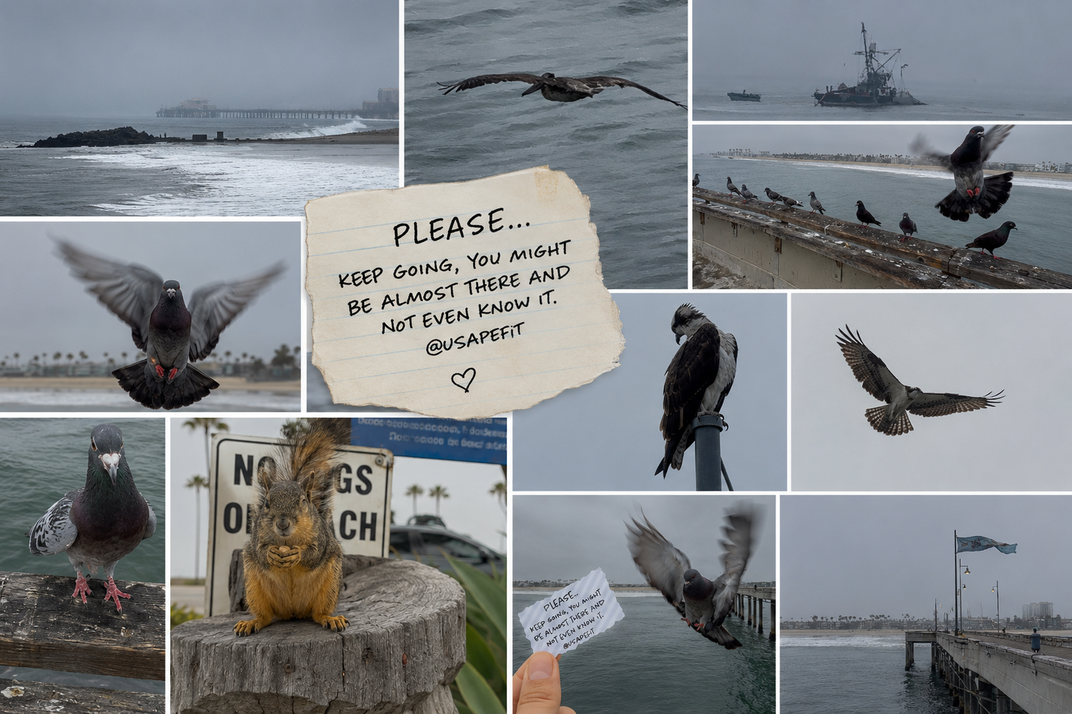 Collage of coastal birds, pigeons, and seagulls near a misty pier with an inspirational note and a no dogs sign.