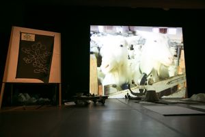 Art installation with chalkboard drawing and projected video of white goats in a darkened gallery space.