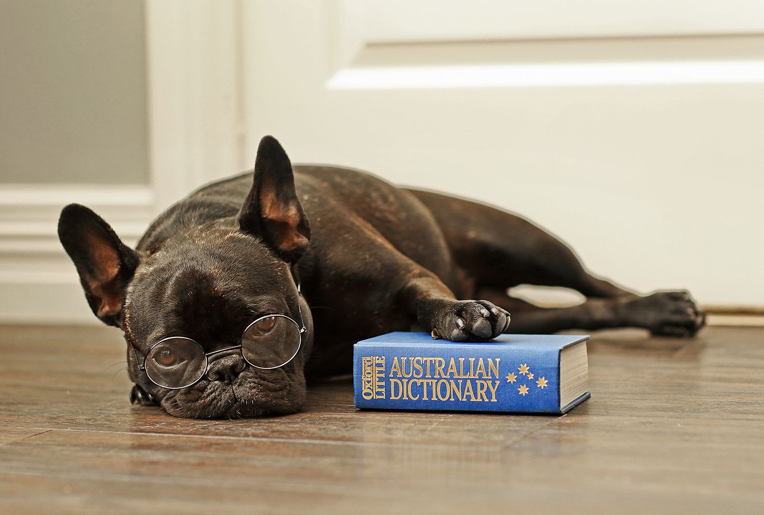 French Bulldog with reading glasses relaxes next to Australian Dictionary