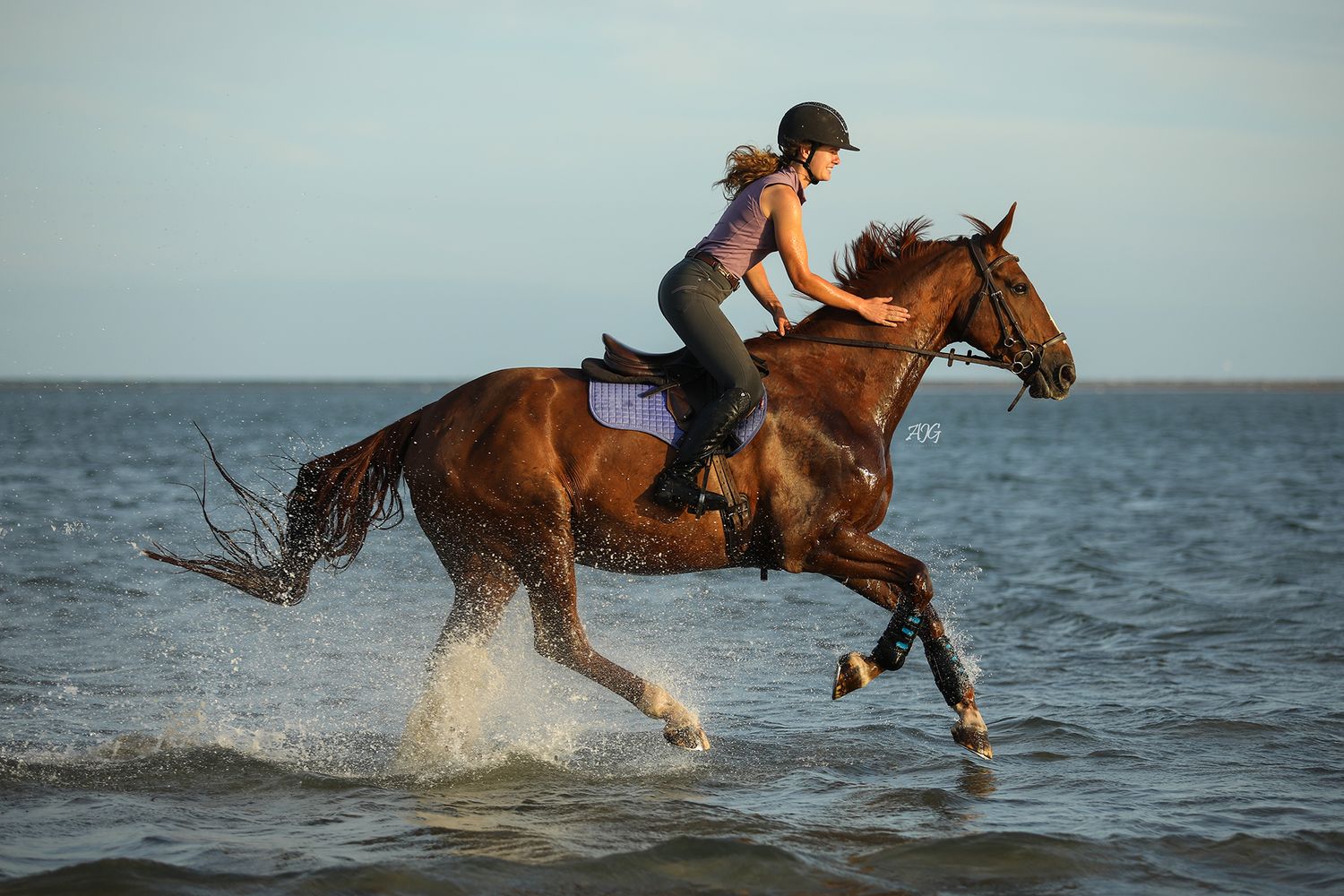 horse photography