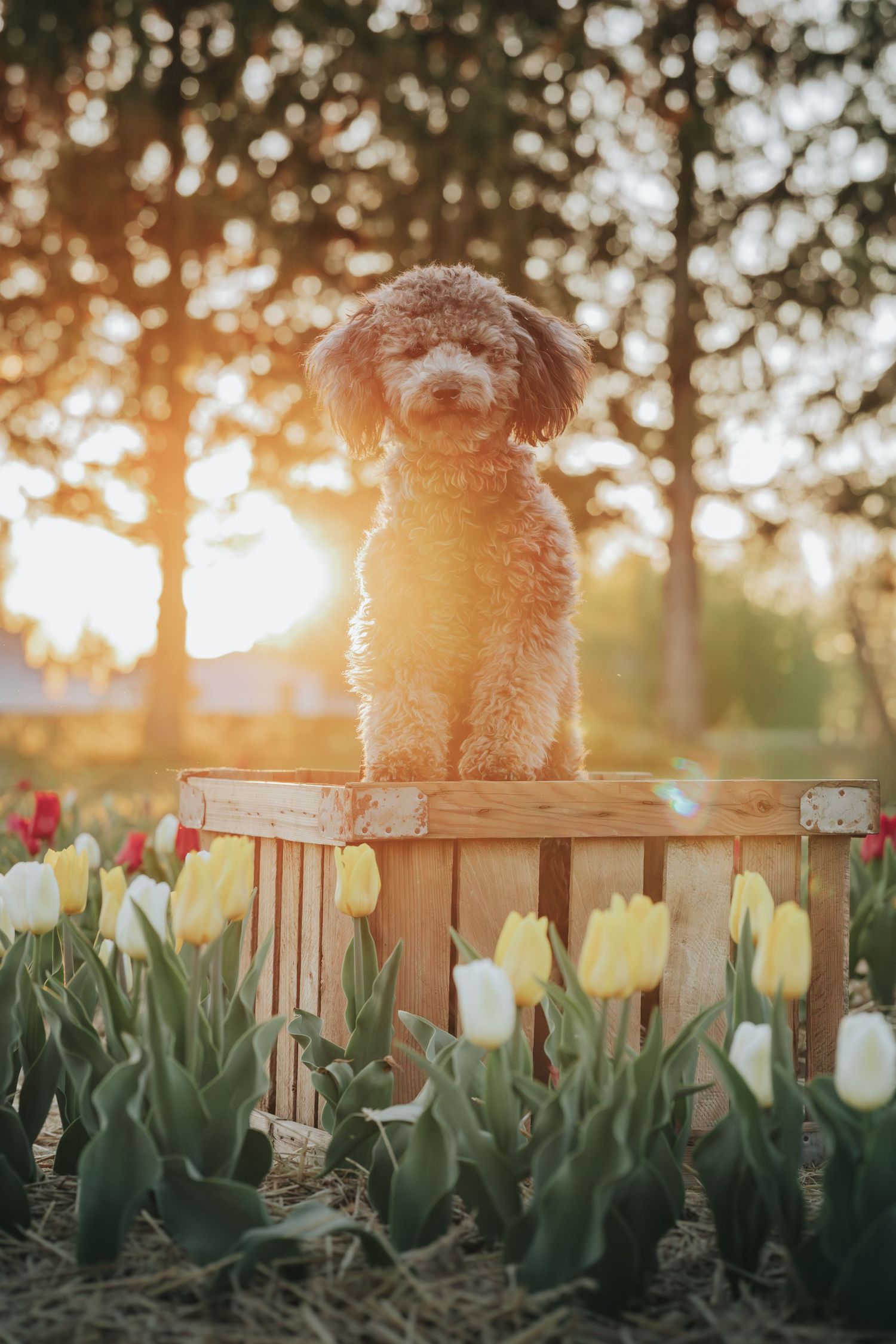 A fluffy brown poodle sits in a wooden crate surrounded by colorful tulips in a sunlit garden.