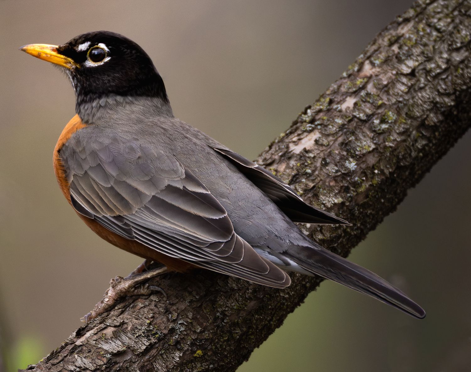 American robin bird with orange breast perched on a tree branch in natural woodland setting.