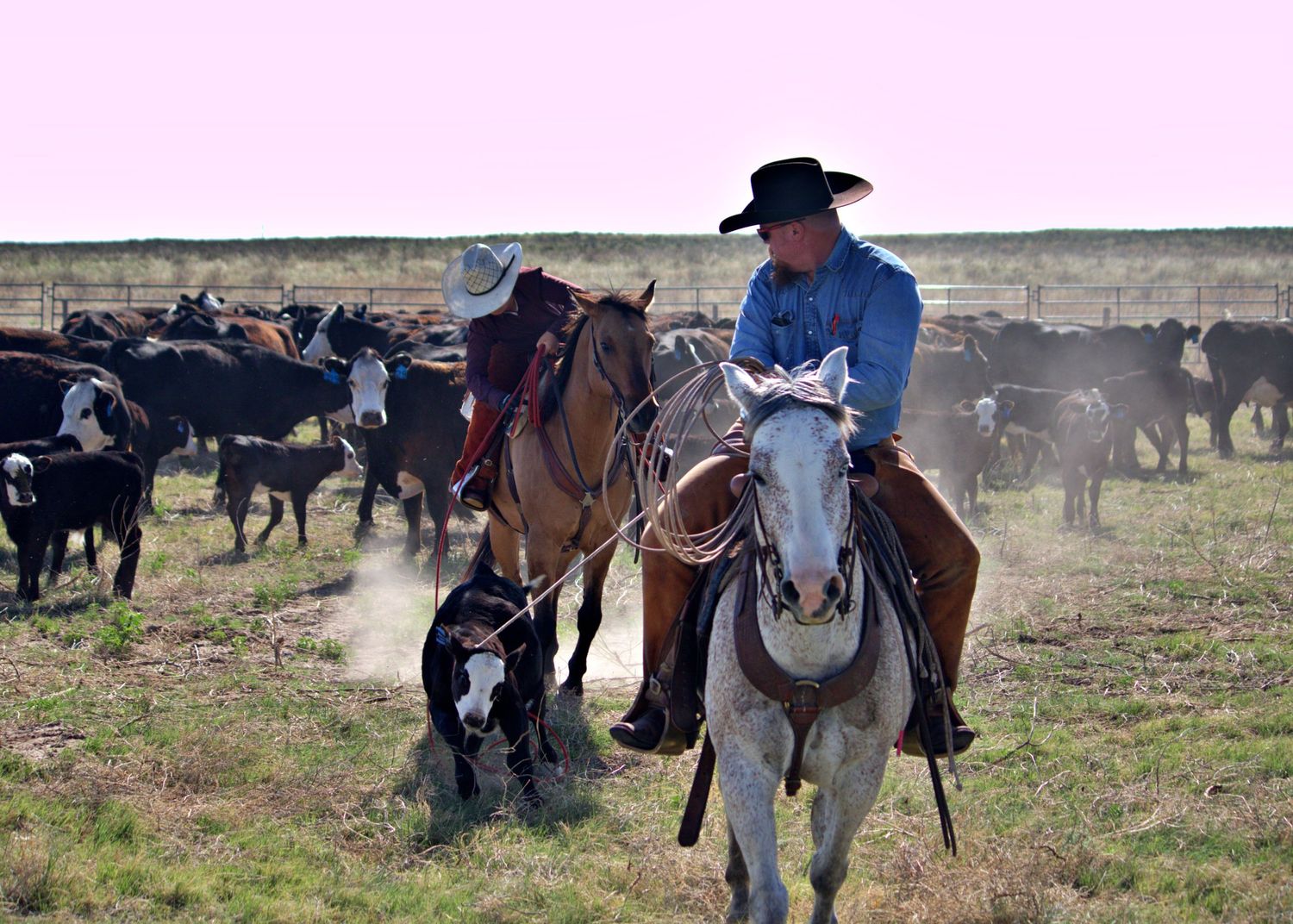 Western United States Calf Branding
