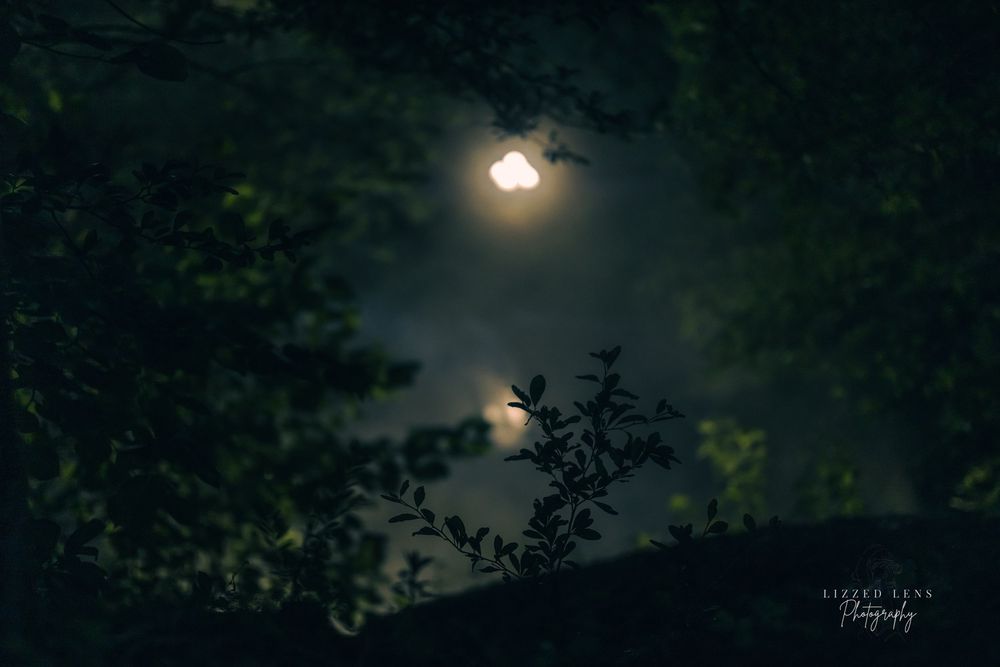 Full moon glowing through dark tree branches on a misty night.