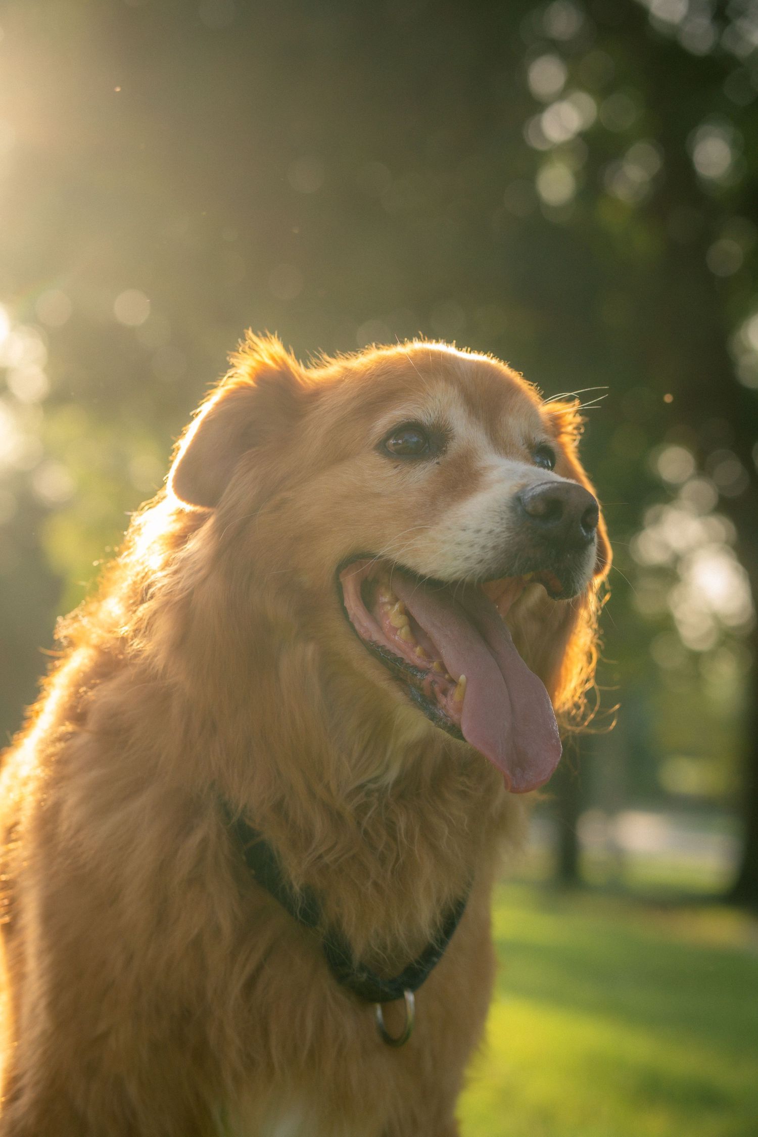 Golden retriever photographed in sequence with sunlit fur showing different expressions at a park outdoors.