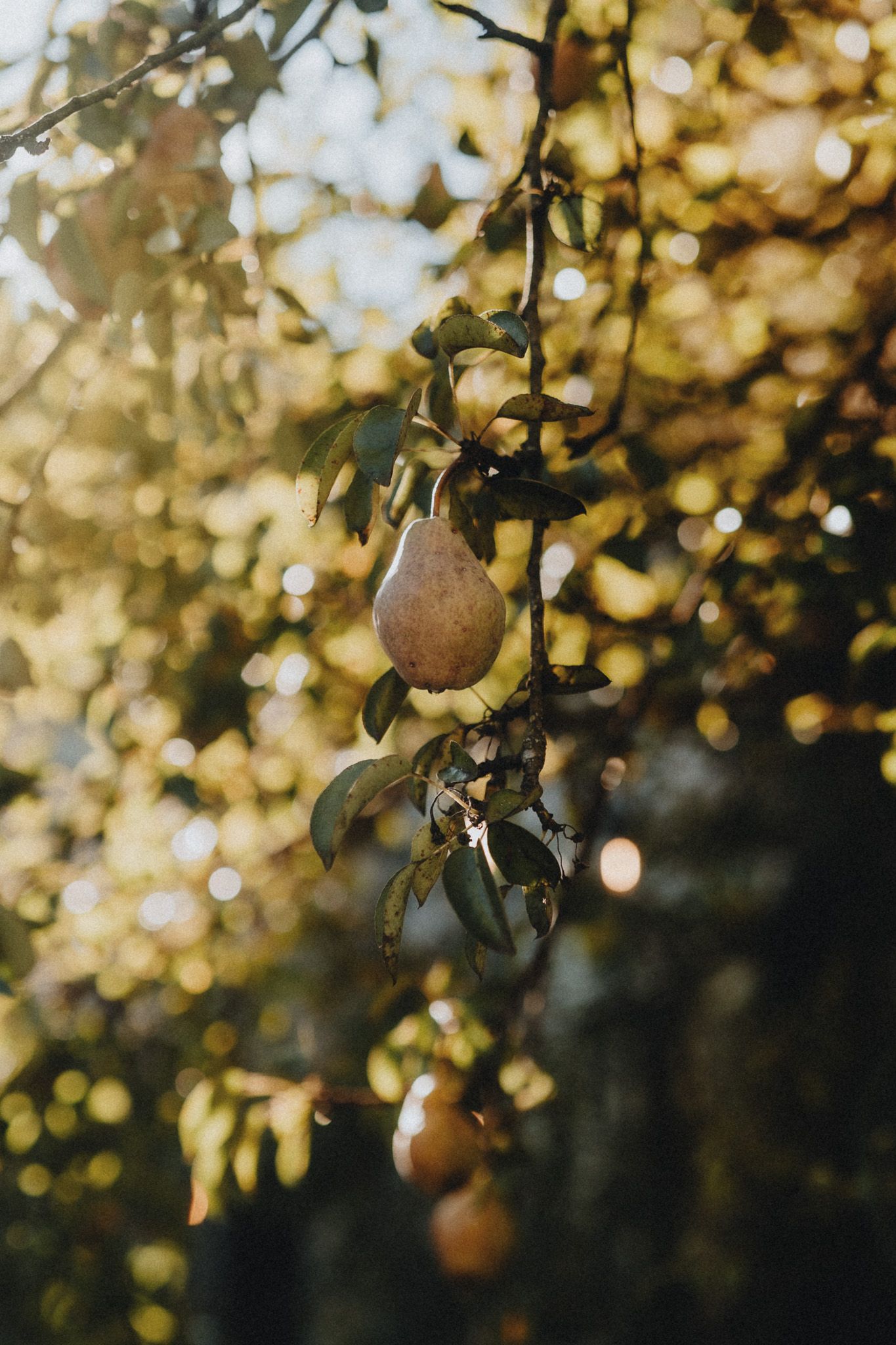 Ripe pears hanging from branches with bokeh sunlight in the background.