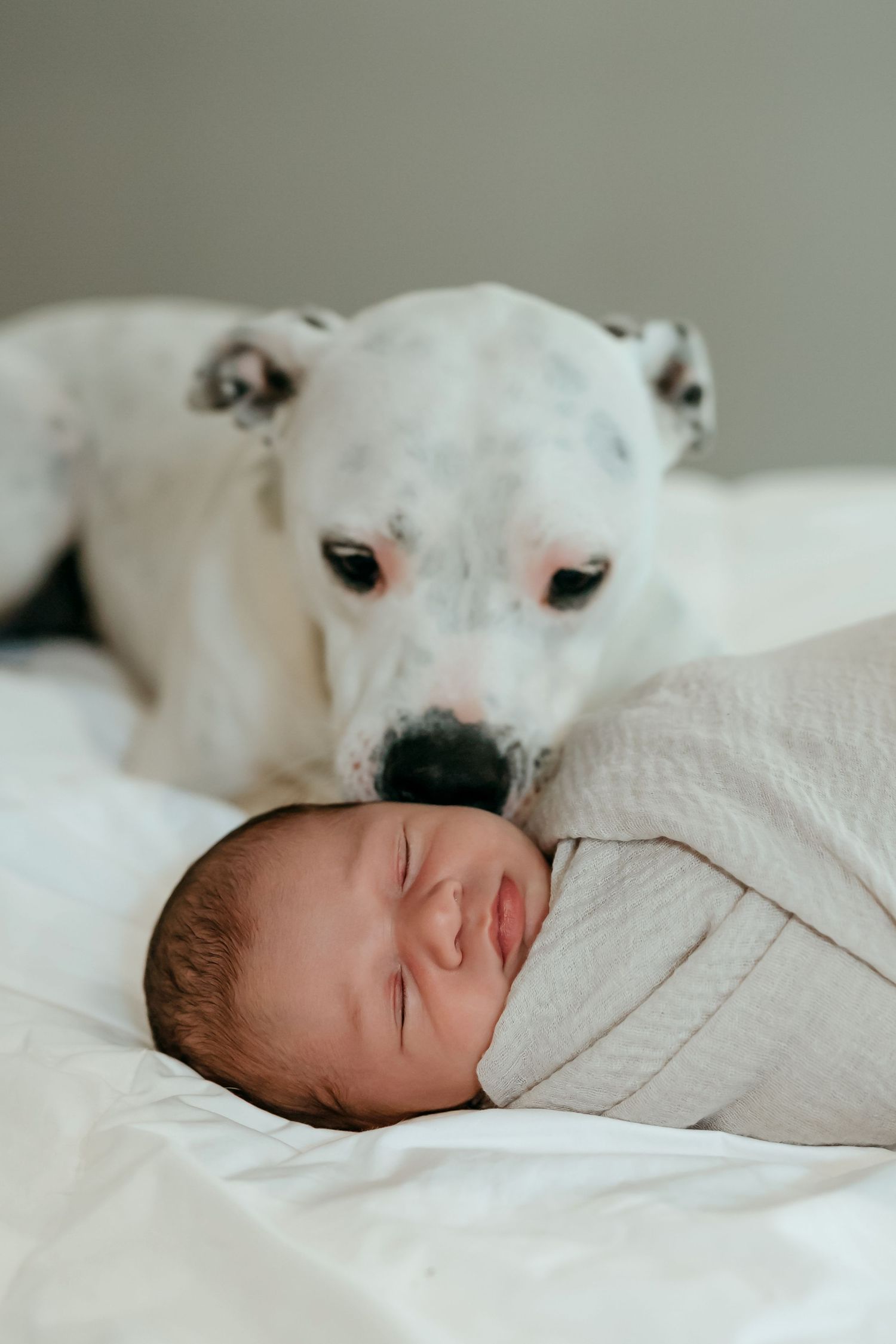 A white dog gently watches over a sleeping baby wrapped in a blanket on white bedding.