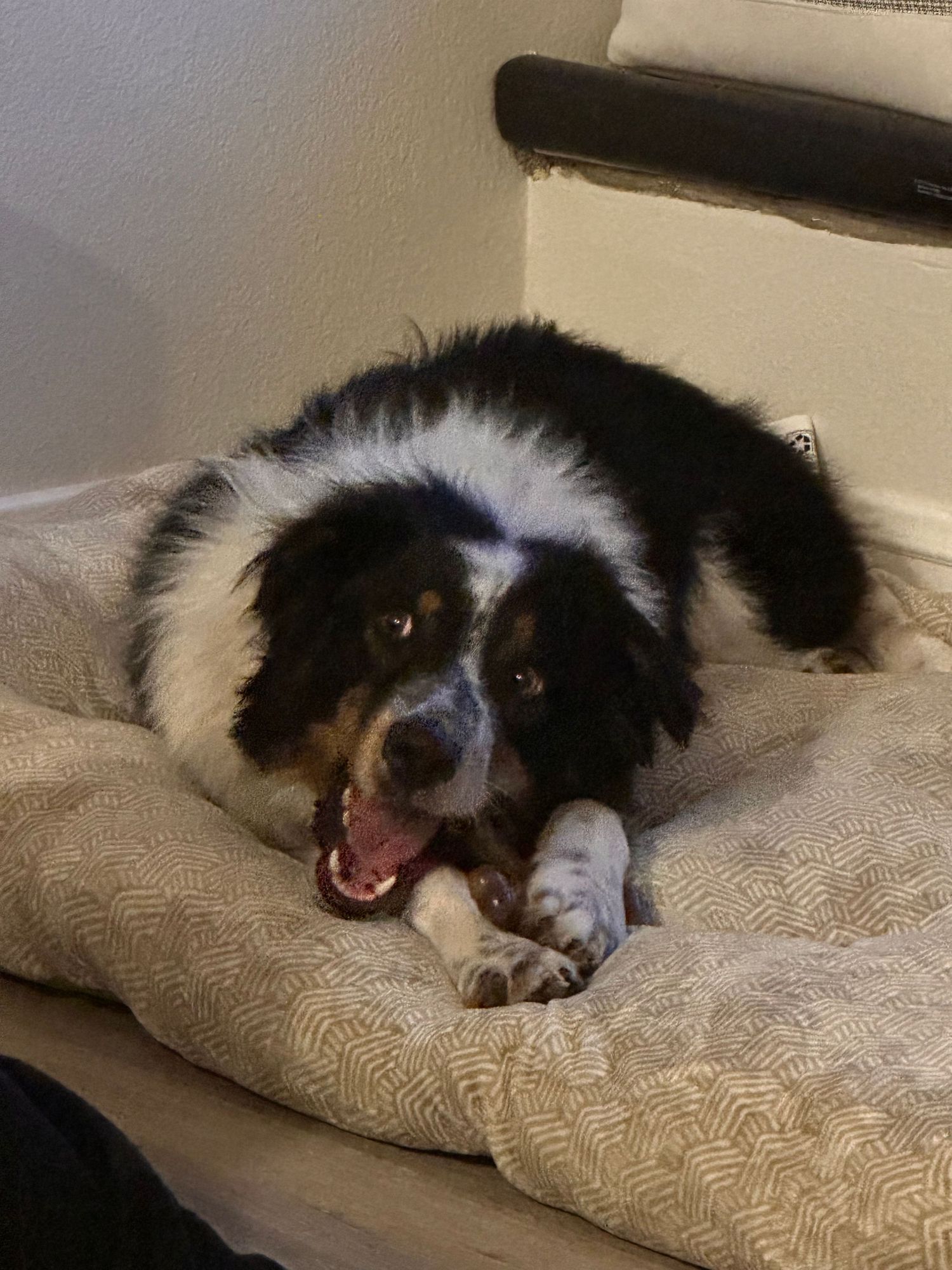 An Australian Shepherd dog lying comfortably on a beige cushioned bed shows a progression of sleepy and yawning expressions.