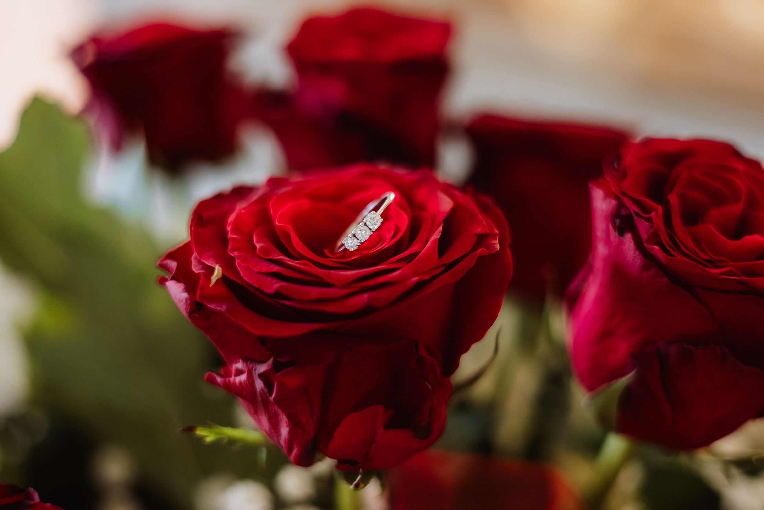 A diamond engagement ring nestled in the petals of a deep red rose in a romantic wedding photography setup.