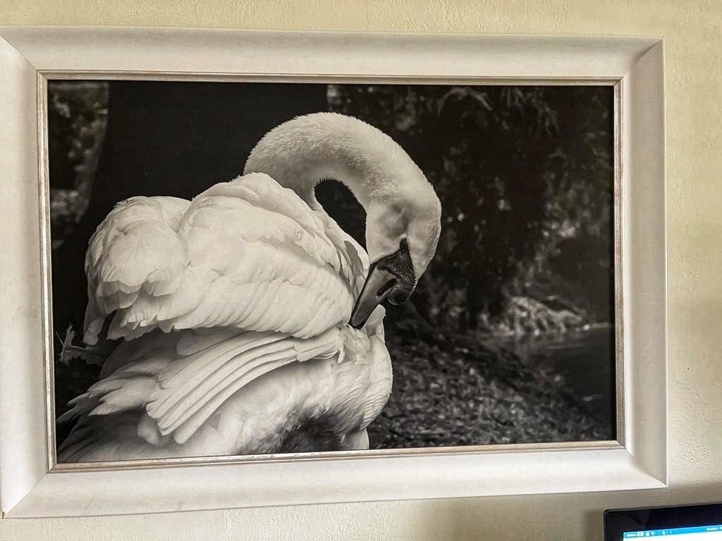 Three connected photo frames mounted on a wall display white pelican birds in black and white portraits.