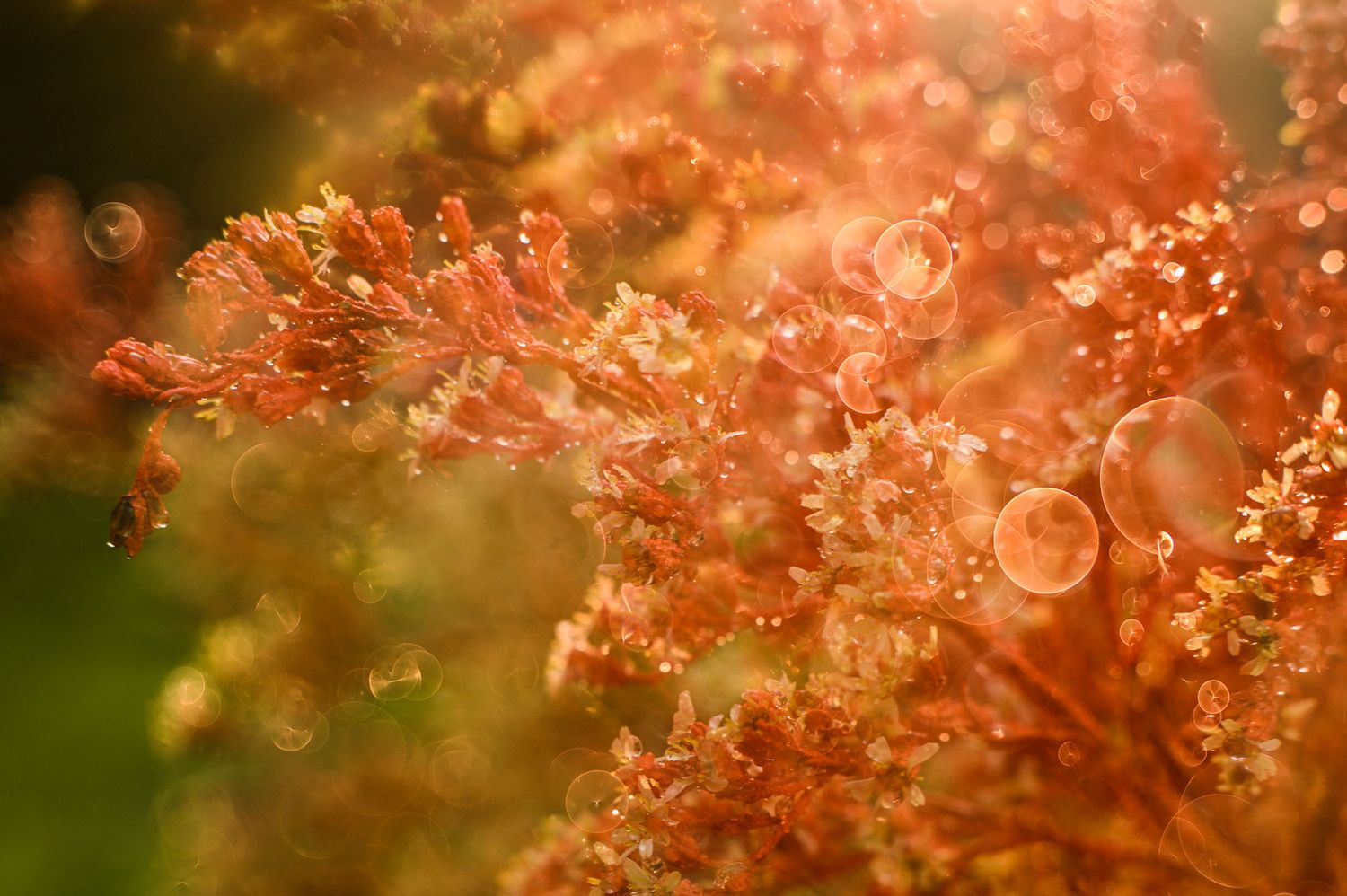 orange flower taken with Lensbaby creative lenses