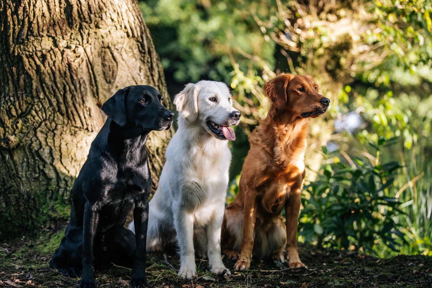 Three dogs of different colors sitting together by a tree trunk in dappled sunlight.