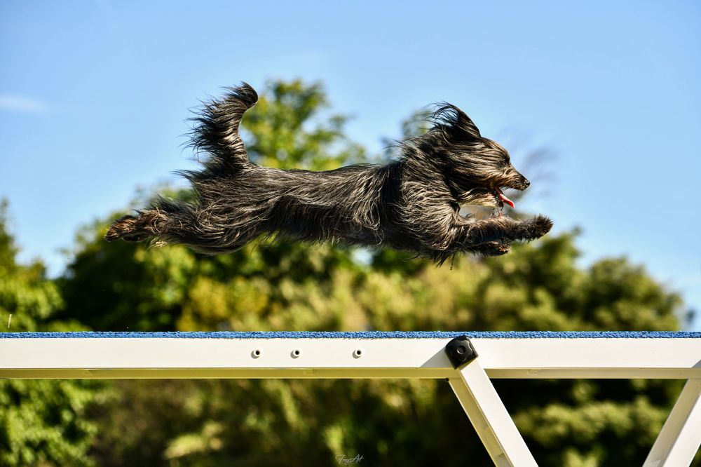 Passerelle agility