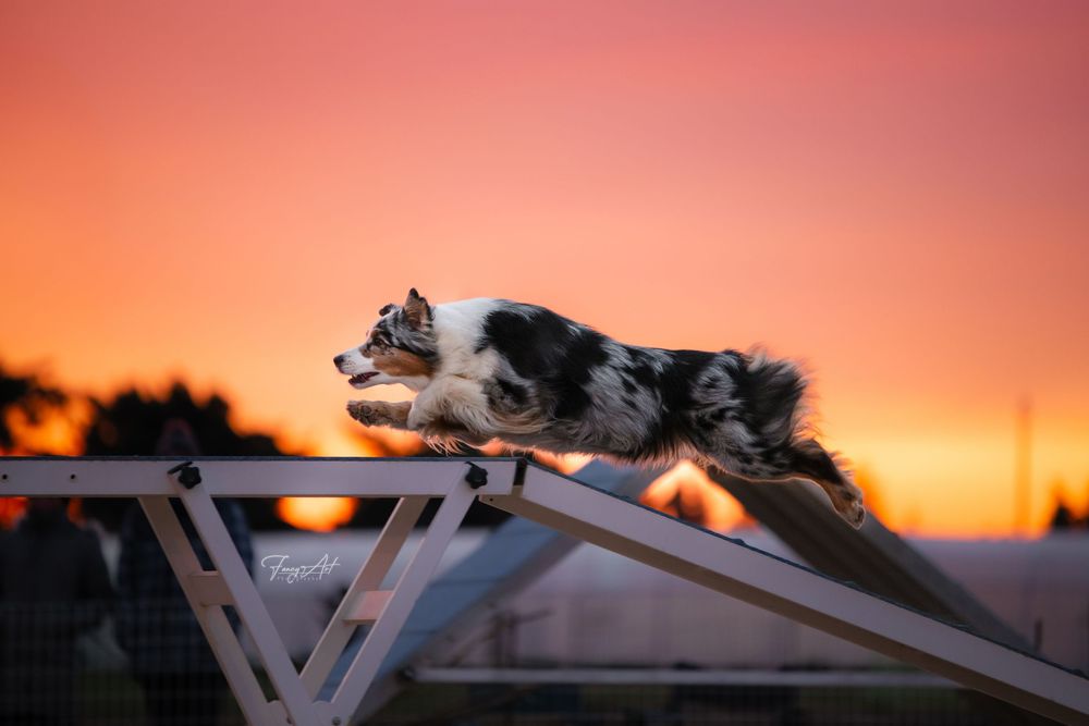 Passerelle agility chien bleu merle