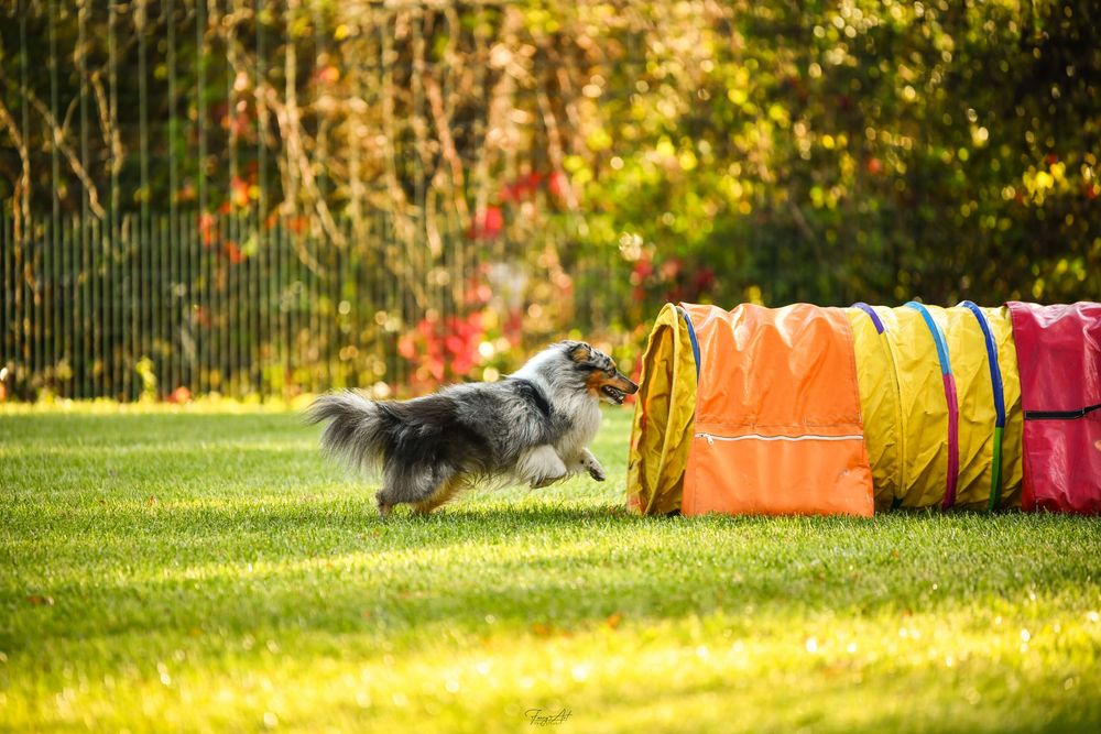 Tunnel agility
